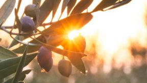 Nachhaltigkeit-2-Teaser